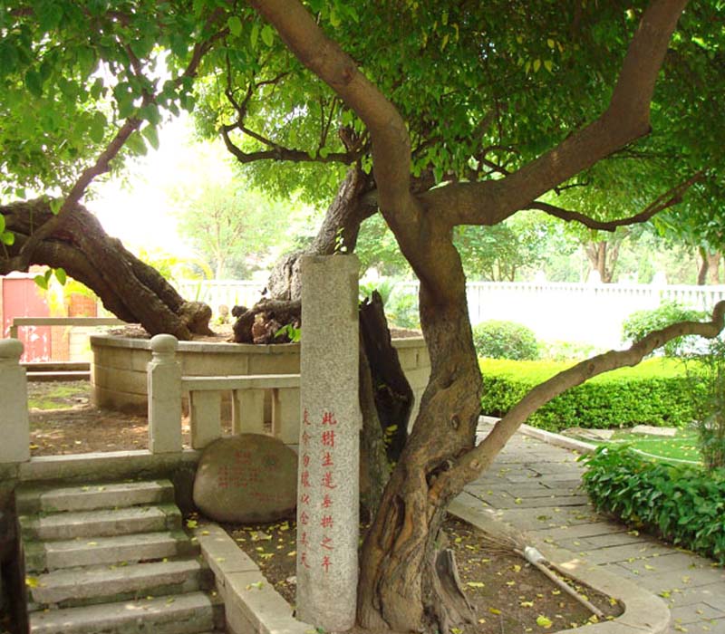 福建|泉州|開元寺|千年...